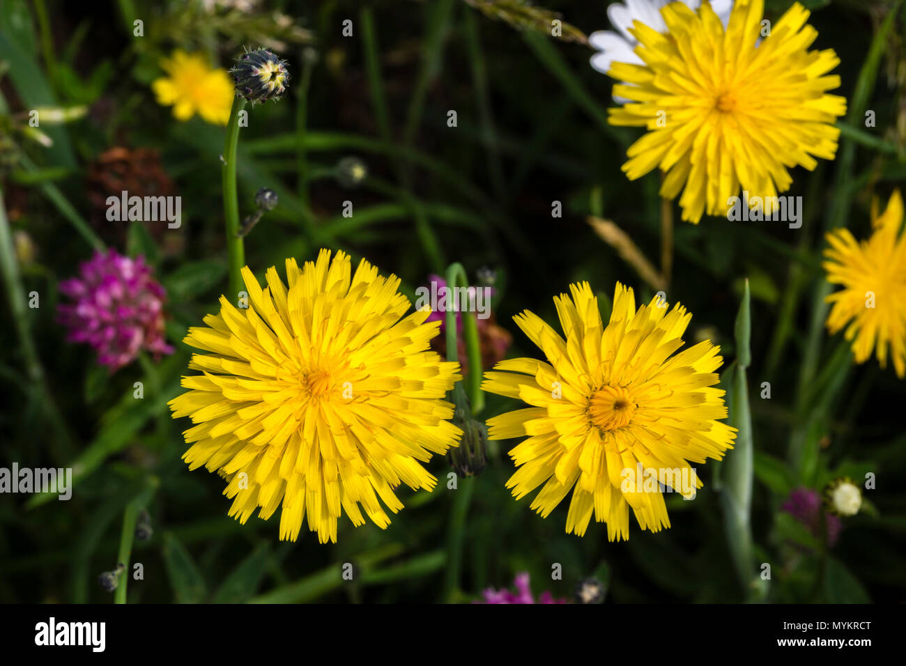 Giallo Hawkweed ripulisca dalle erbacce nel giardino Foto Stock