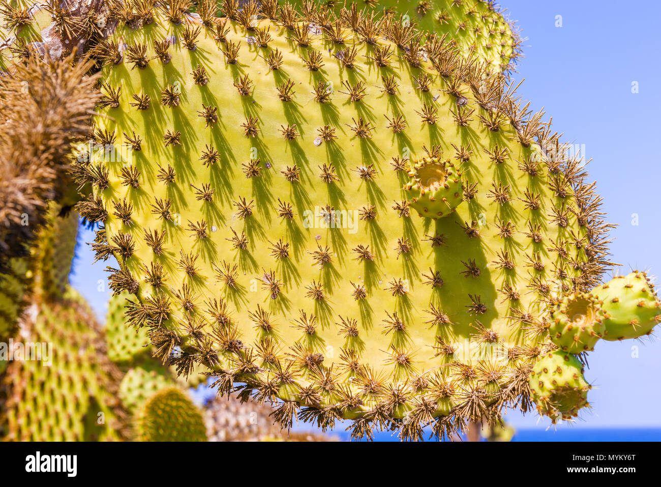 Dettaglio di pear cactus (Opuntia echios) sull'isola di Santa Fe in Galapagos. Foto Stock