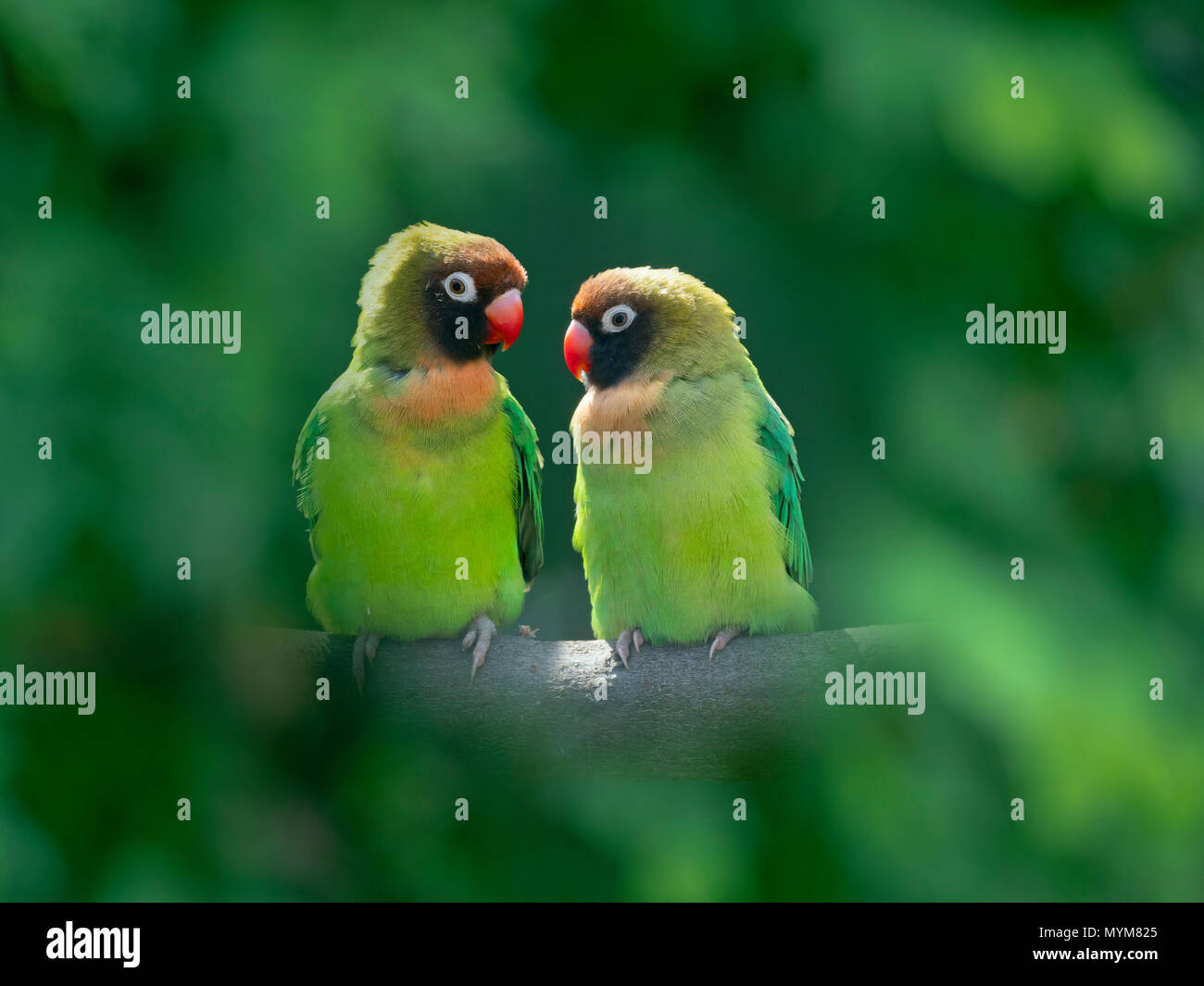 Una coppia di black-cheeked lovebird Agapornis nigrigenis Foto Stock