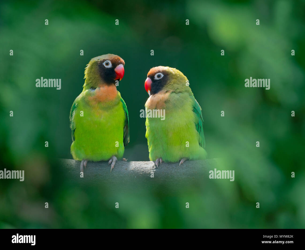 Una coppia di black-cheeked lovebird Agapornis nigrigenis Foto Stock