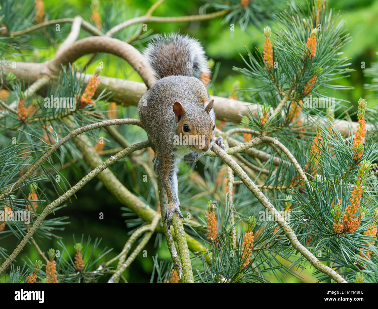 Scoiattolo grigio Sciurus carolinensis in estate su Pino silvestre tree Foto Stock
