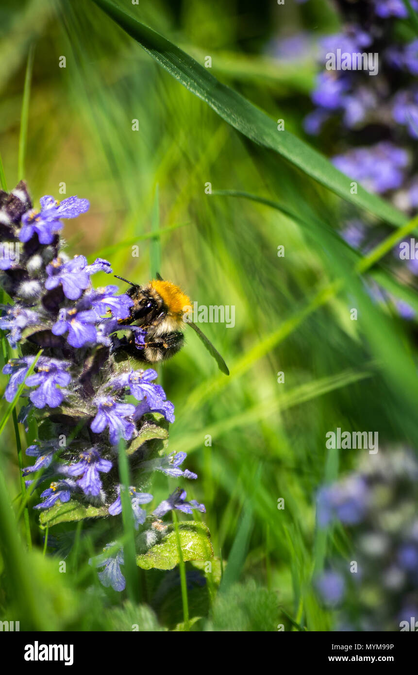 A Bumble Bee alimentazione su fiori blu in erba verde vicino fino Foto Stock