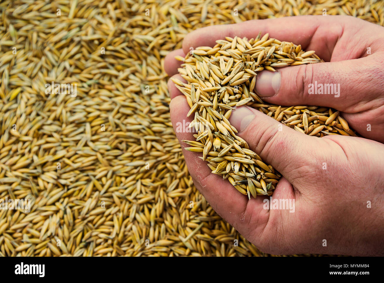 Avena in mano, toccare il grano, frumento, segala, per la semina  primaverile, mangiare sano concetto Foto stock - Alamy