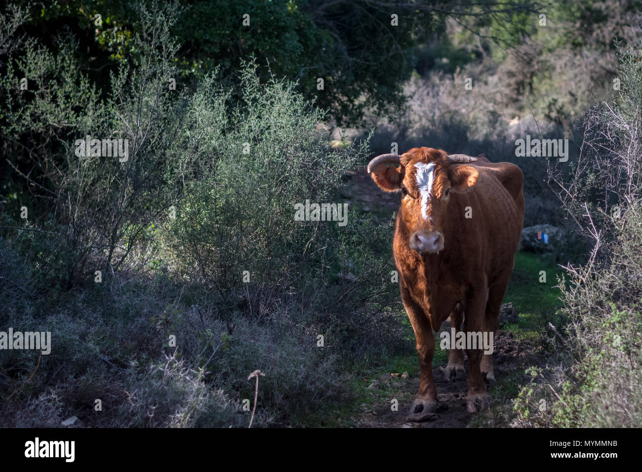 Il pascolo libero vacca femmina Foto Stock