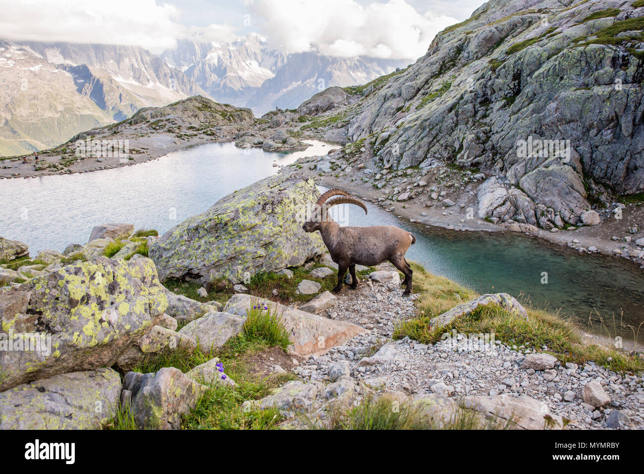 Alpine Ibex selvatici di fronte iconico Mont-Blanc montagna su una soleggiata giornata estiva Foto Stock