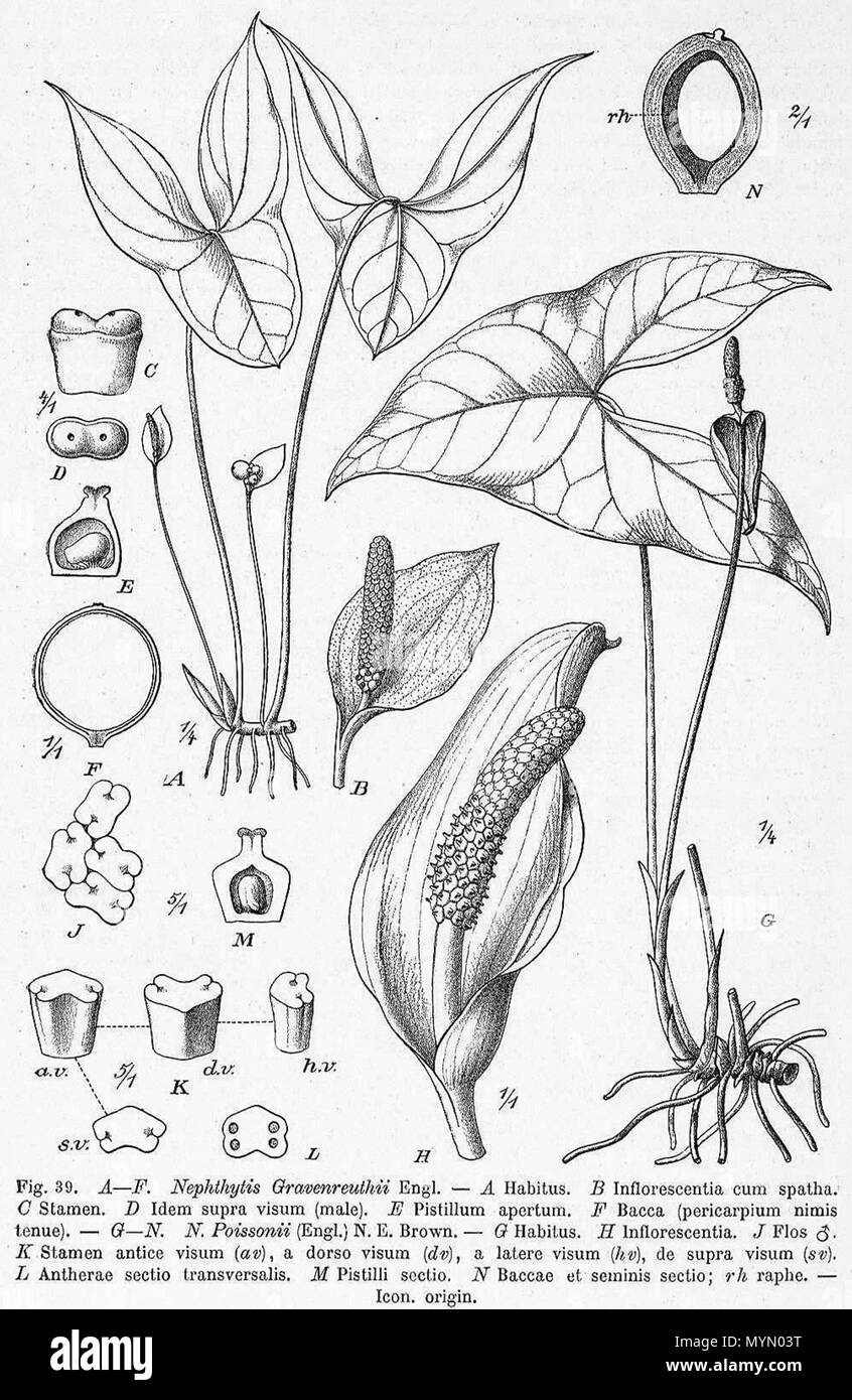 . Inglese: Nephthytis poissoni var. poissoni disegno di Engler in Das Pflanzenreich . 1920. Adolf Engler (d. 1930) 384 Nephthytis poi disegno Foto Stock