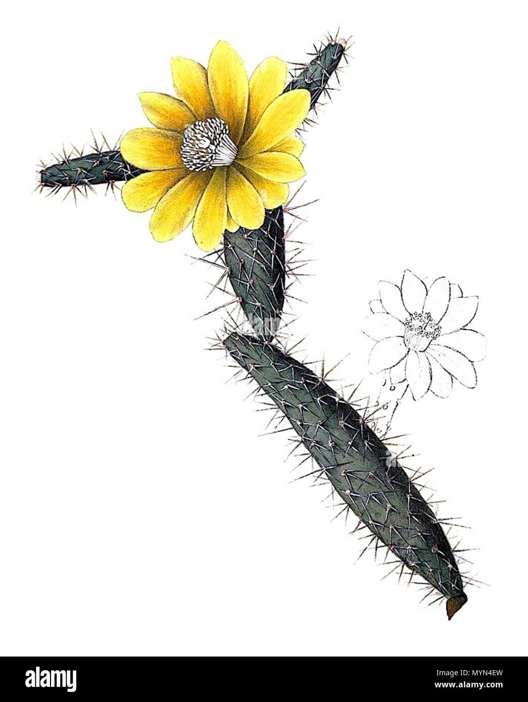 . Deutsch: Opuntia curassavica . 1843. Il dott. L. Pfeiffer & P. Otto Peter A. Mansfeld per l'immagine filtred. 399 Opuntia curassavica pm Foto Stock