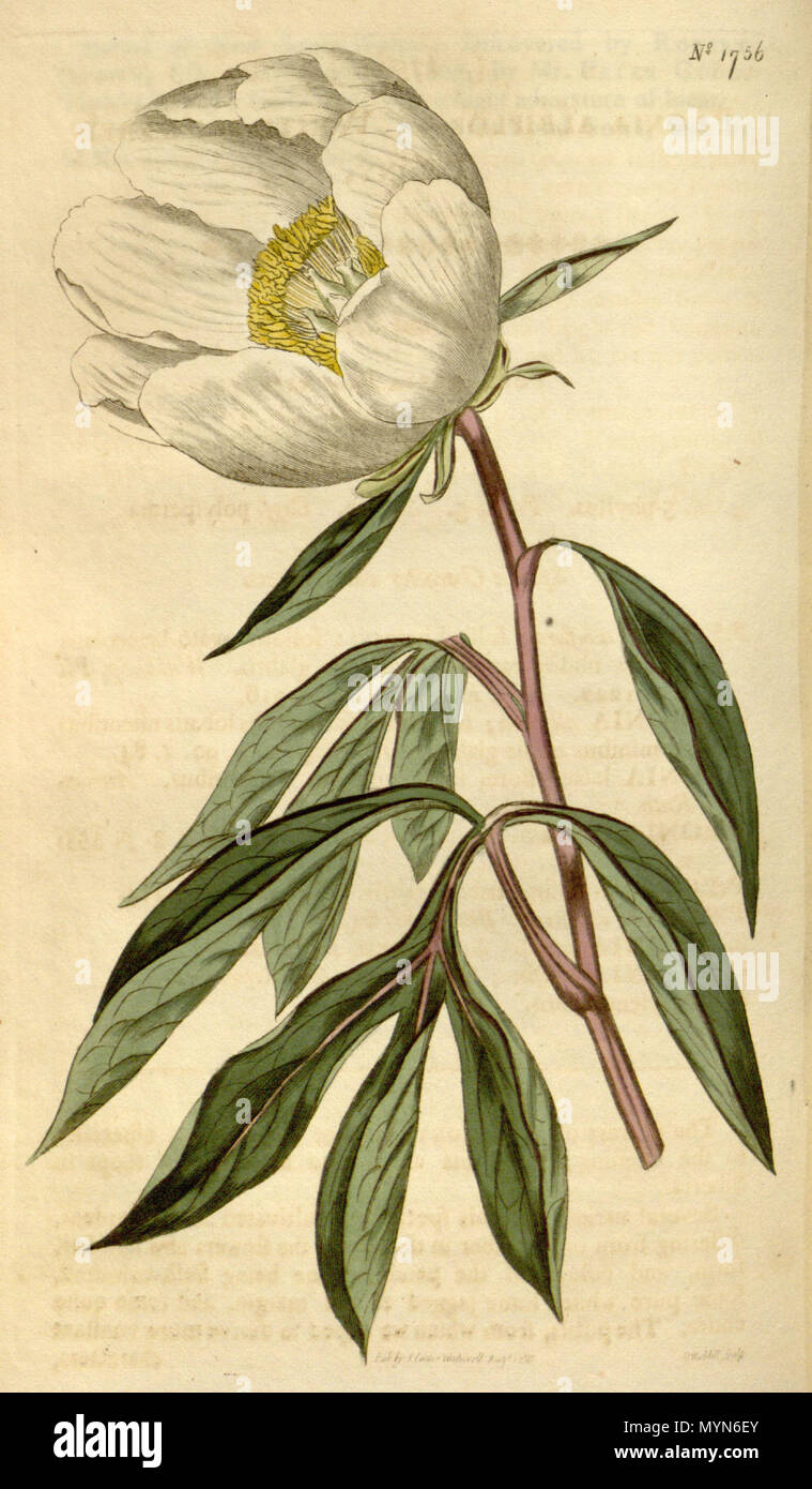 . Paeonia lactiflora . 1815. Sims 404 Paeonia lactiflora (P. albiflora) Bot. Mag, 42. 1756. 1815 Foto Stock