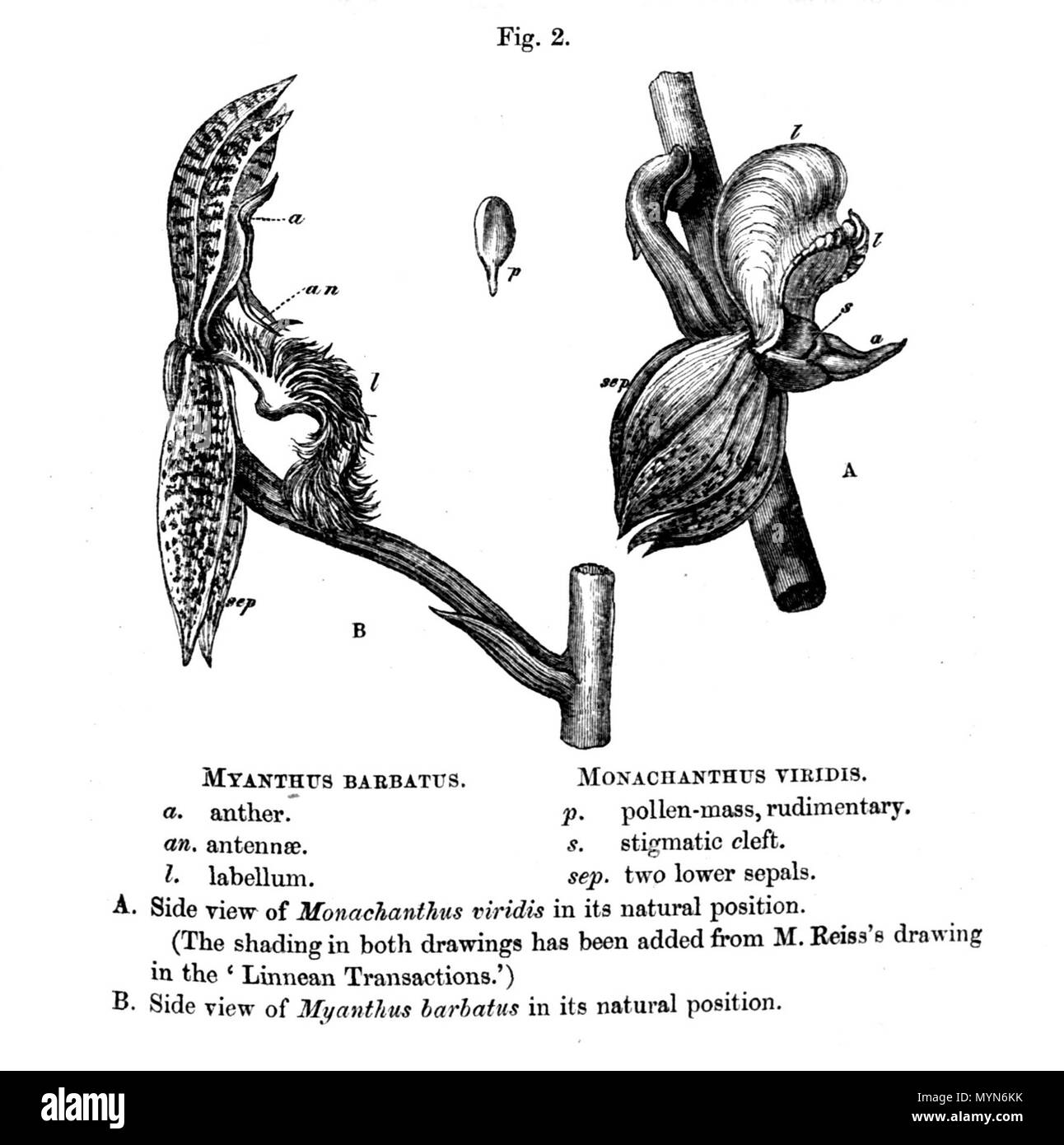 . Illustrazione di maschio e femmina fiore di Catasetum barbatum (come resp. syn. Myanthus barbatus e Monachanthus viridis ) dalla terza pagina di Charles Darwin articolo su Catasetum impollinazione in ufficiale del procedimento della Linnean Society, vol. 6 pagina 151 - 157 (http://www.botanicus.org/page/166355) . 1862. Charles Darwin (1809-1882) 132 Darwin su Catasetum barbatum pagina 153 - illustrazione Foto Stock