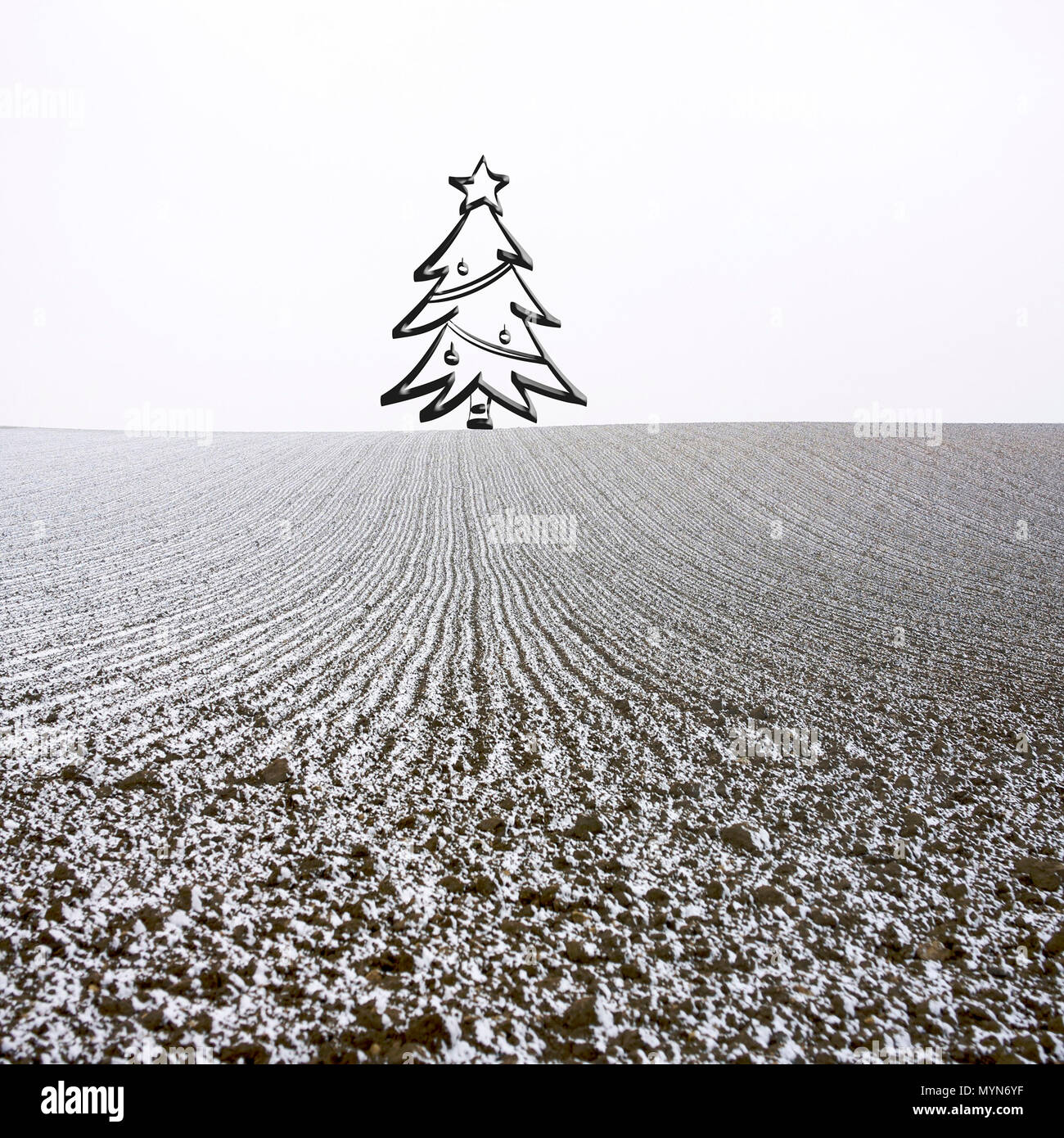 Albero di natale in un campo agricolo in inverno, Auvergne-Rhône-Alpes, Francia Foto Stock