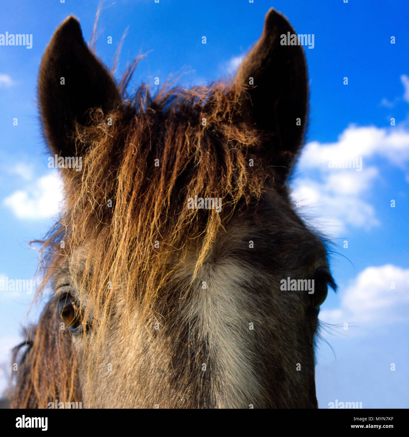 Testa di cavallo Foto Stock