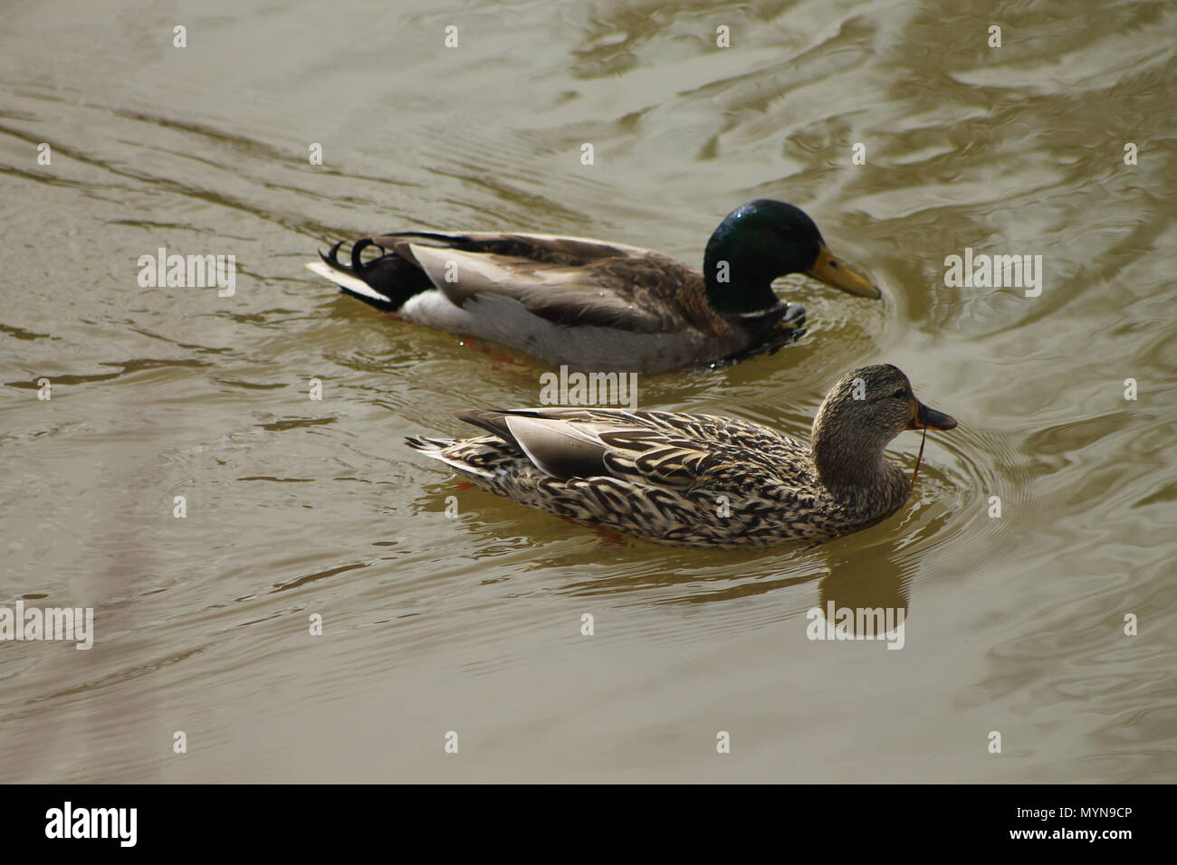 Due anatre nuoto Foto Stock