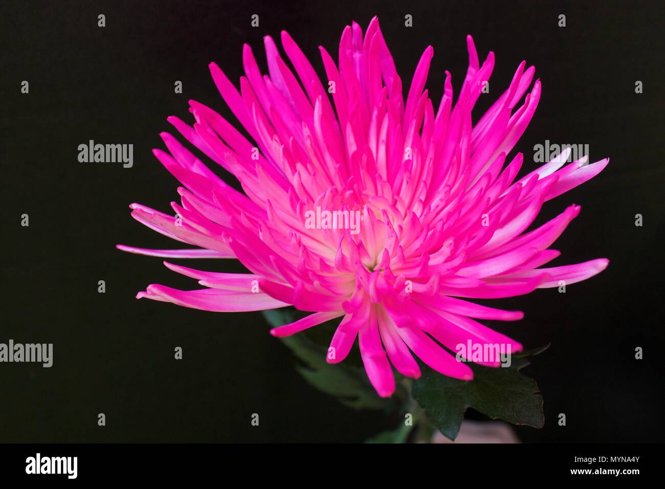 Vibranti fiori su sfondo nero Foto Stock