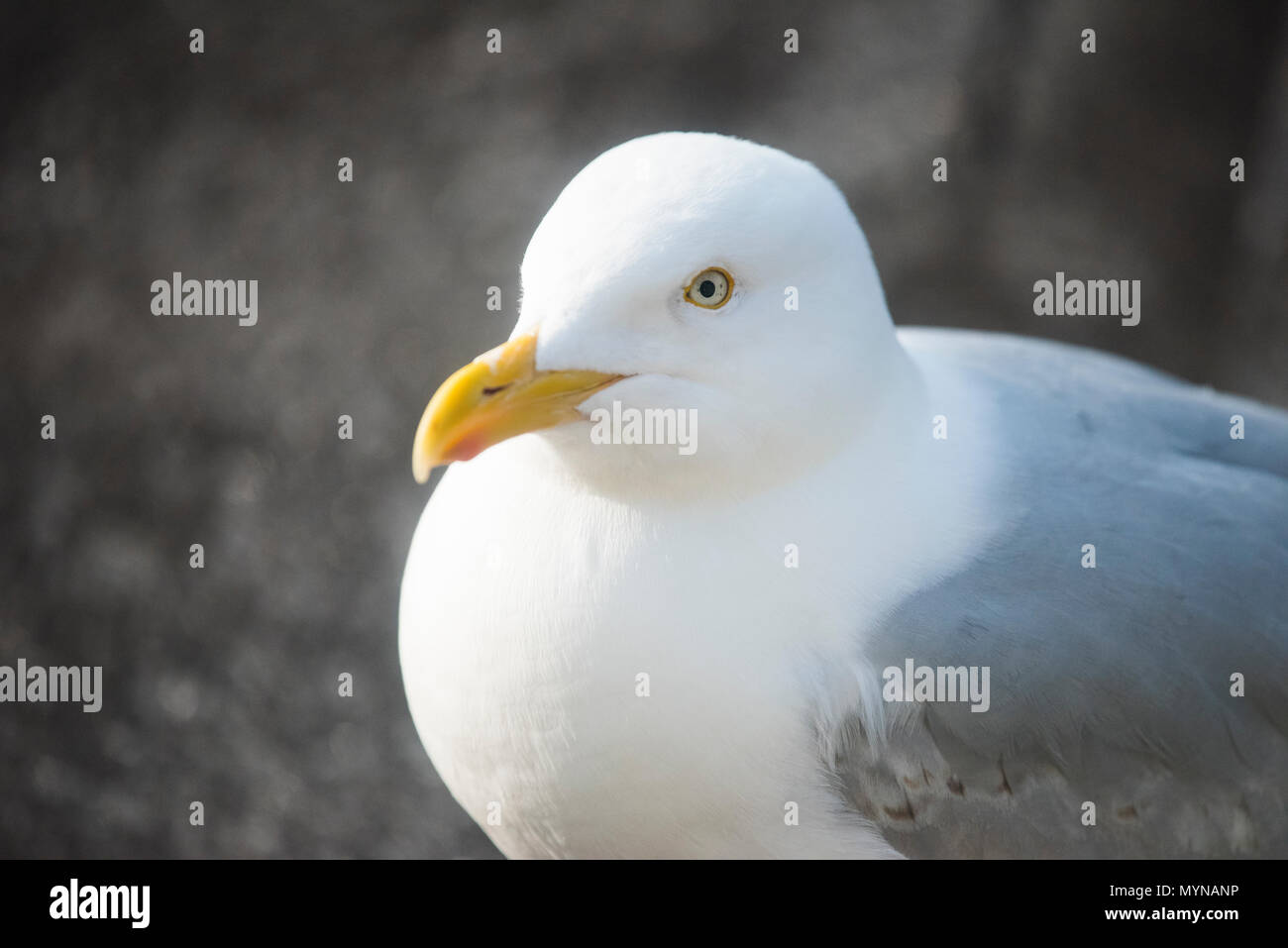 Un Cornish Seagull (aringa gabbiano). Foto Stock