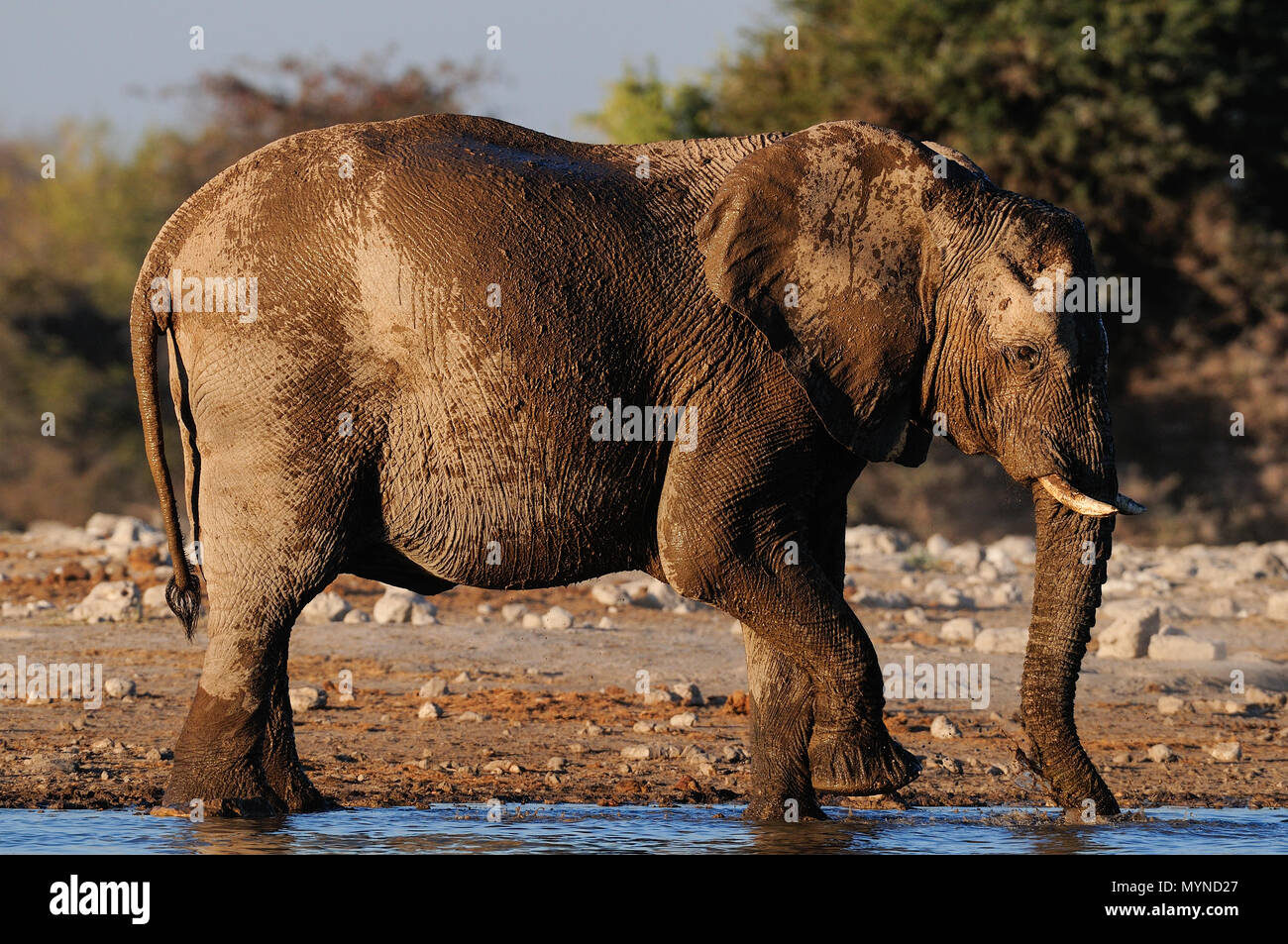 Elefante africano hanno un bagno di fango, etosha nationalpark, Namibia, (Loxodonta africana) Foto Stock