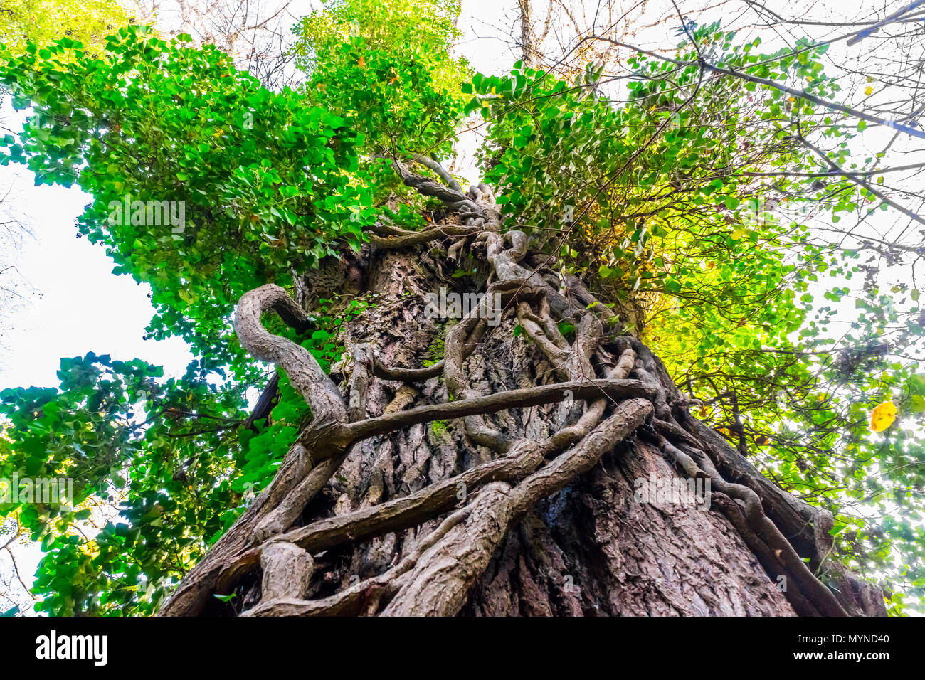 Un enorme albero con diversi trunk shot dalla parte inferiore fino a una foresta Foto Stock