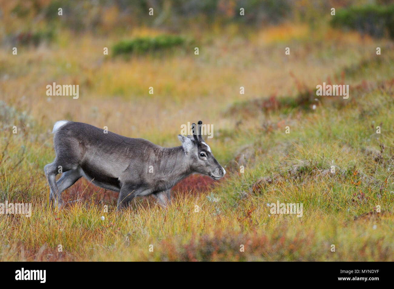 La renna in un paesaggio autunnale, flatruet, svezia (rangifer tarandus) Foto Stock
