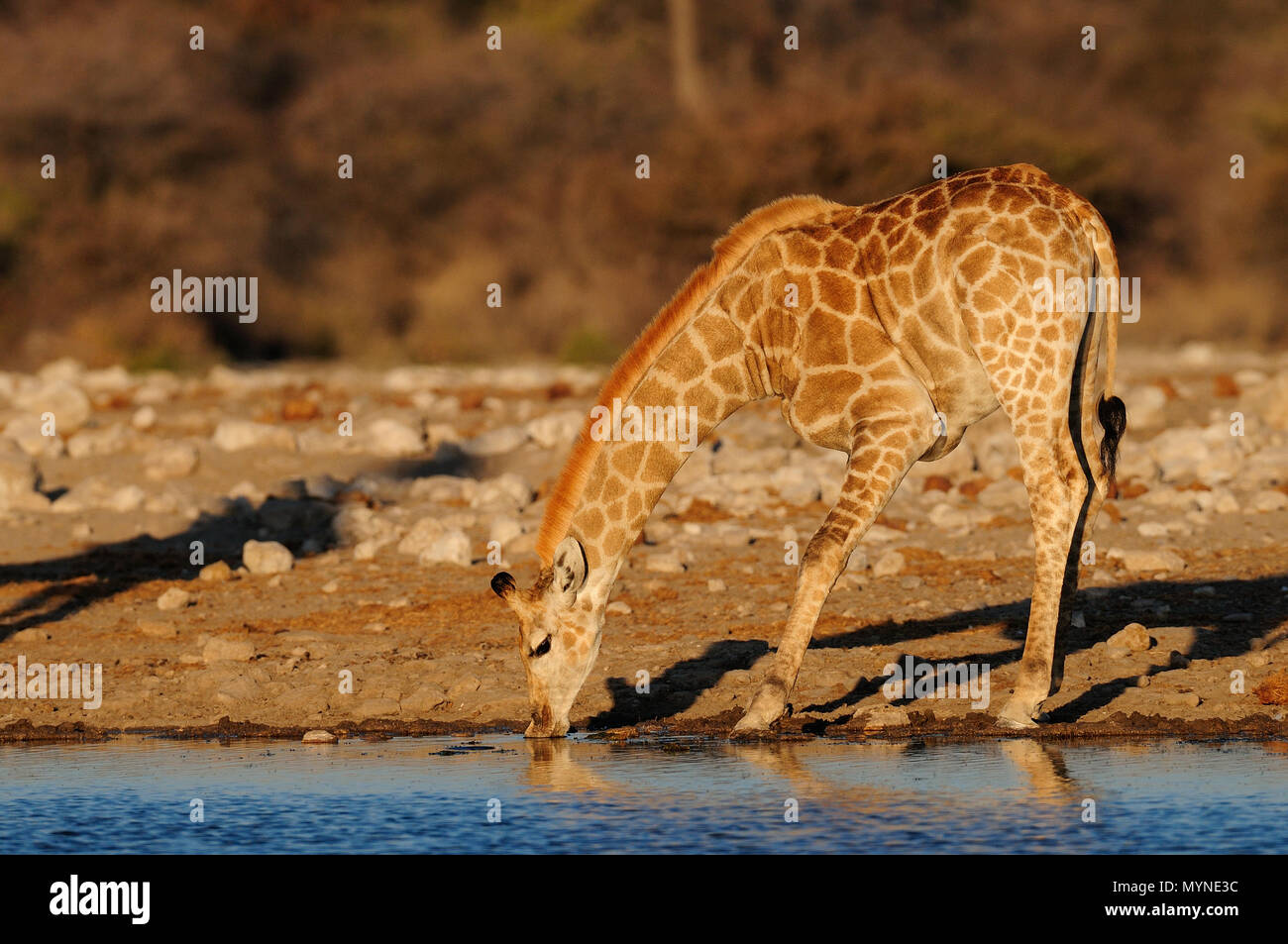 La giraffa è bere su un waterhole, etosha nationalpark, Namibia, (giraffa camelopardalis) Foto Stock