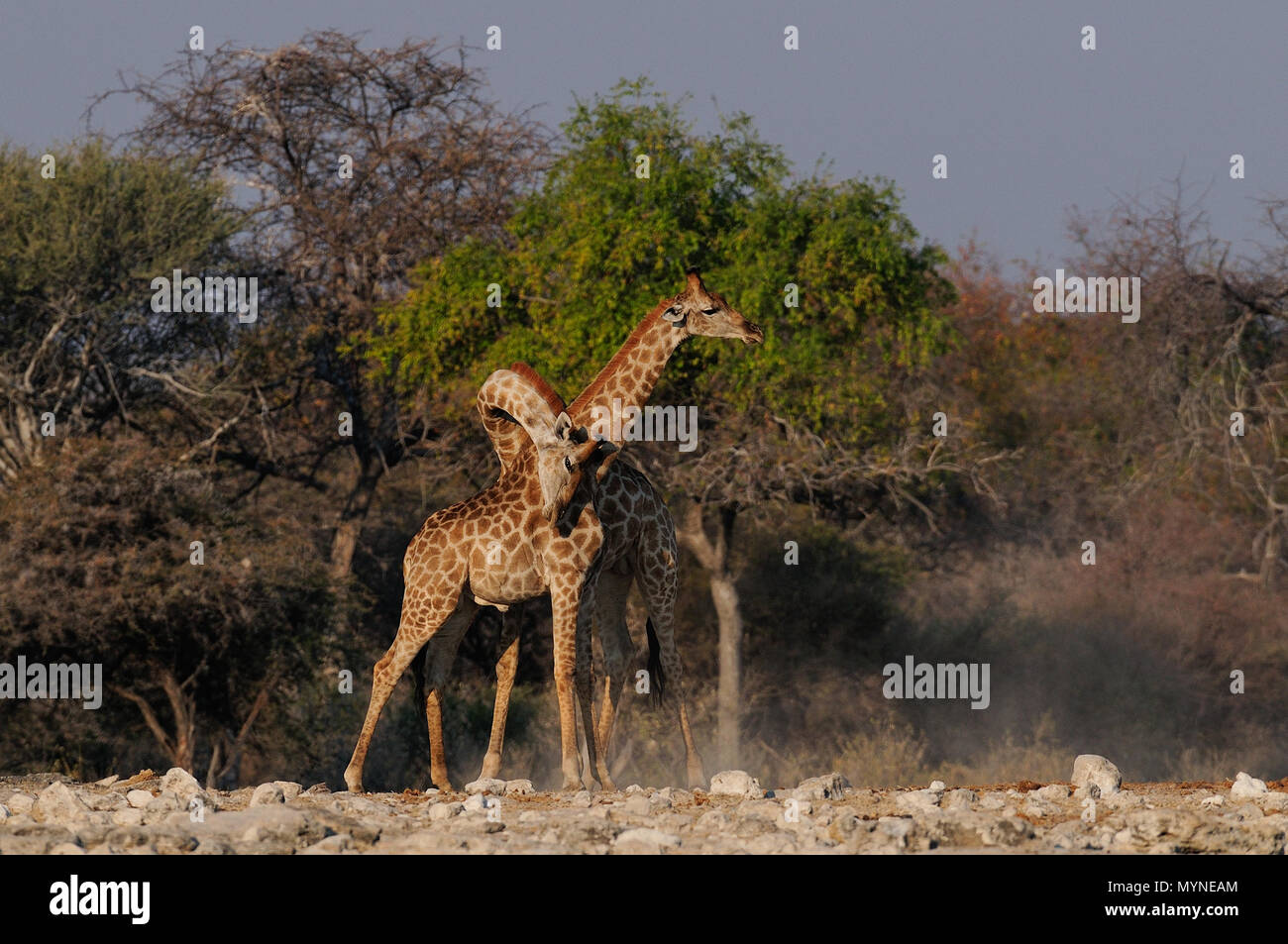 Giraffe sono lotta, etosha nationalpark, Namibia, (giraffa camelopardalis) Foto Stock