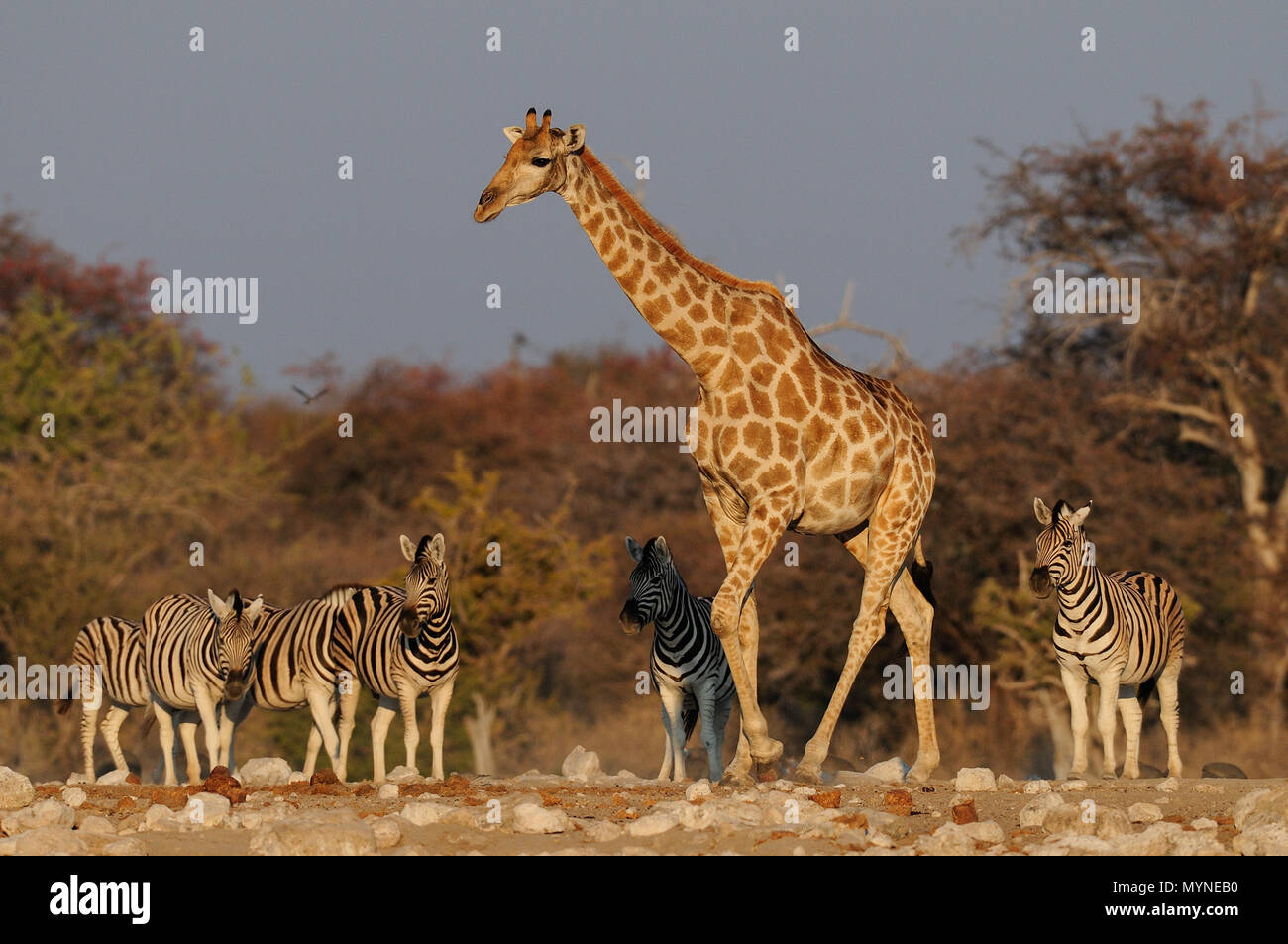 La giraffa e la burchell zebre, etosha nationalpark, Namibia, (giraffa camelopardalis) Foto Stock