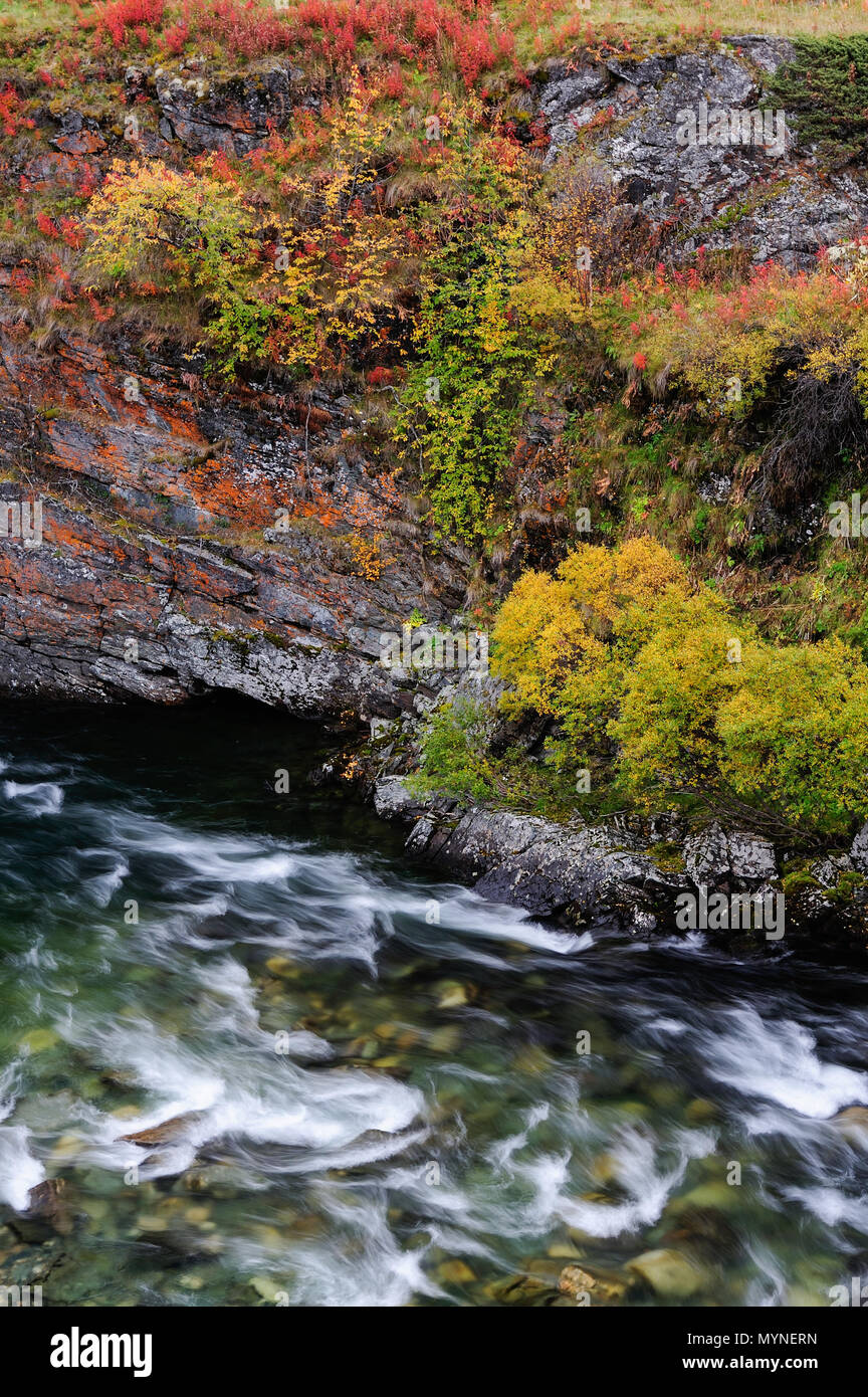 Canyon Driva dettaglio in autunno, dovrefjell nationalpark, Norvegia Foto Stock