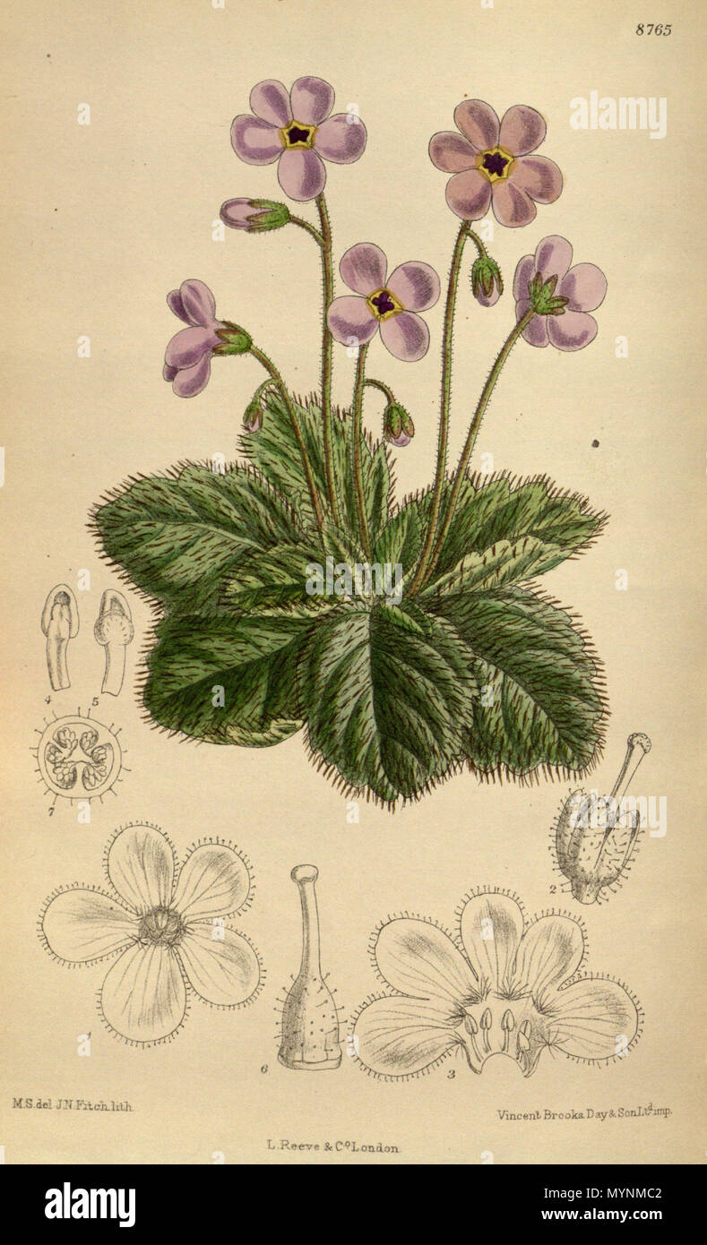 . Ramondia serbica (= Ramonda serbica), Gesneriaceae . 1918. M.S. del., J.N.Fitch lith. 447 Ramondia serbica 144-8765 Foto Stock