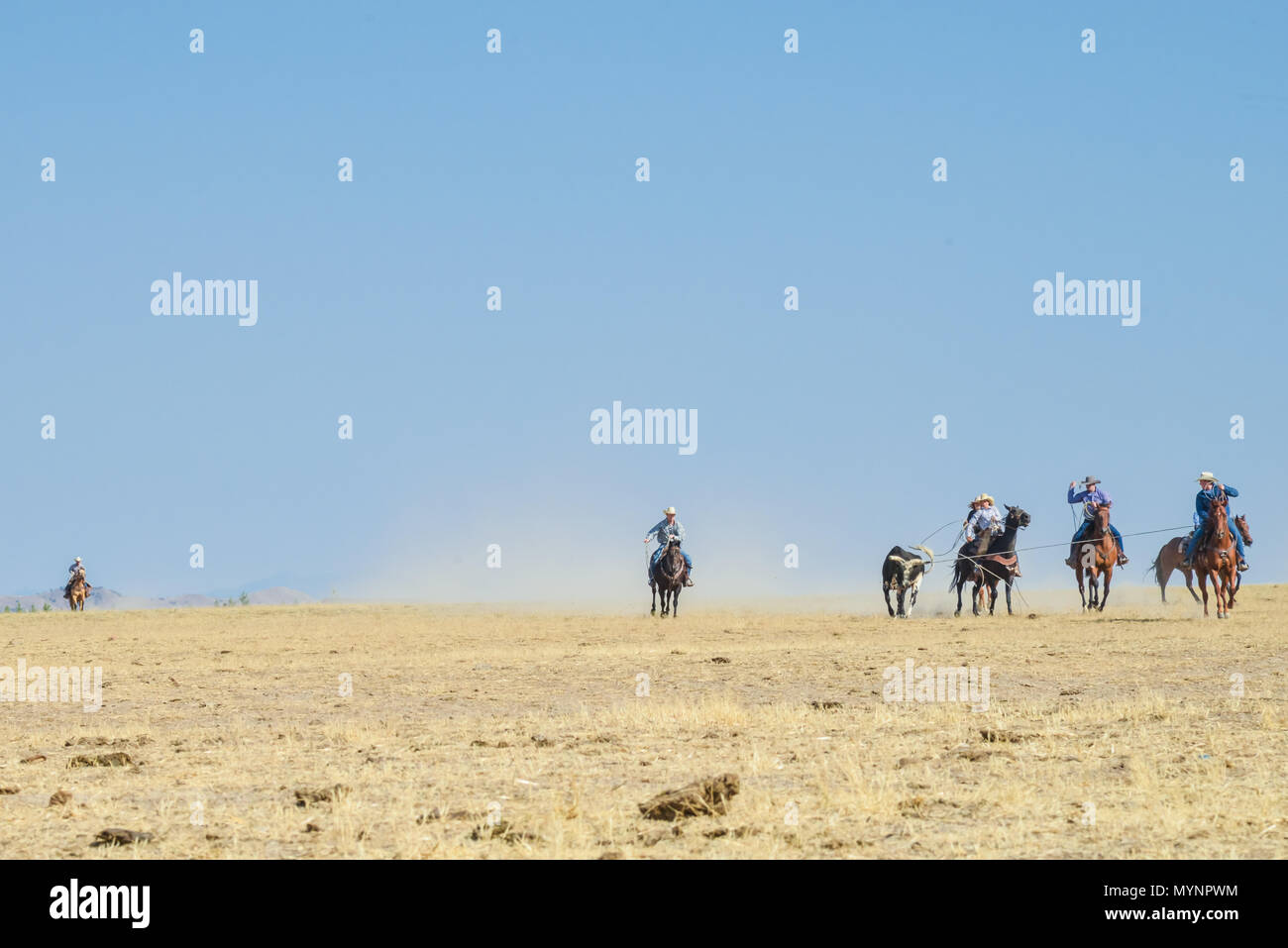 Cowboy a cavallo di roping un toro in pianura Foto Stock