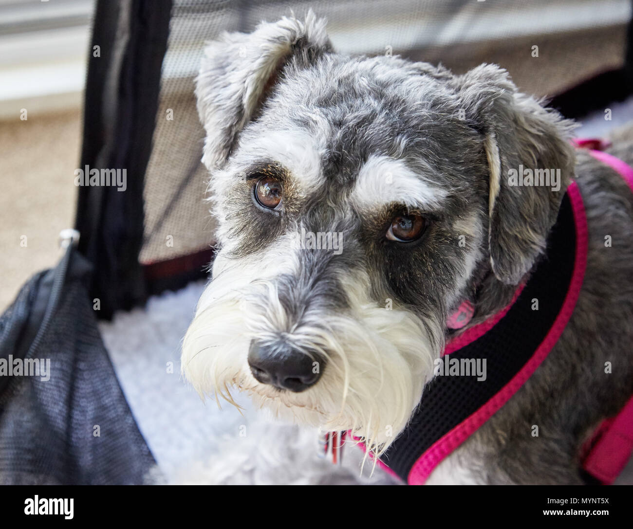 Miniatura Schnauzer cane di doggie bed Foto Stock