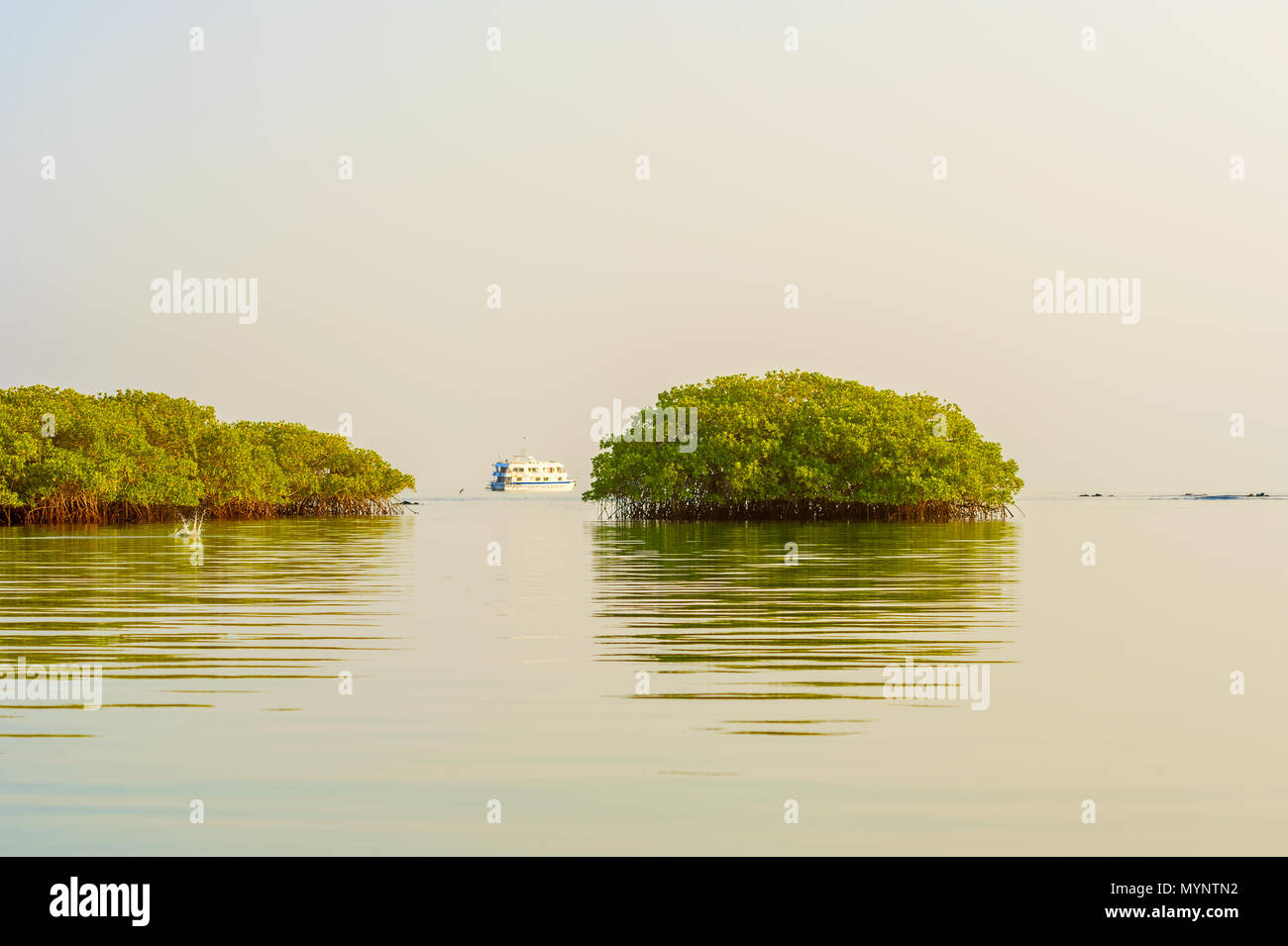 Alberi in acqua formata piccola isola della laguna sull isola di Santa Cruz in Galapagos. Foto Stock Alberi in acqua formata piccola isola della laguna sull isola di Santa Cruz in Galapagos. Foto Stock