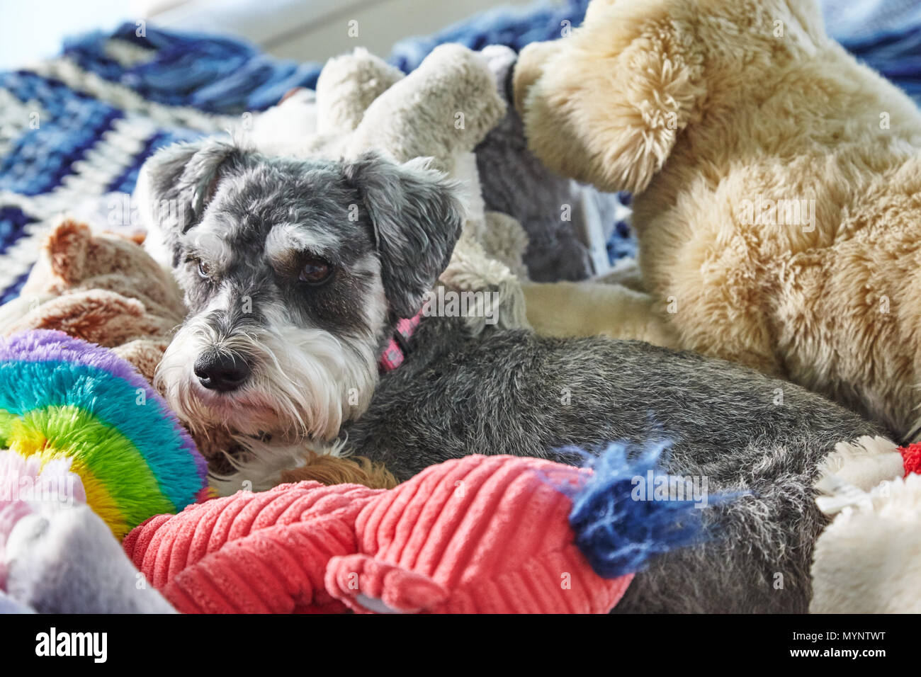 La posa del cane sul letto con animali imbalsamati Foto Stock