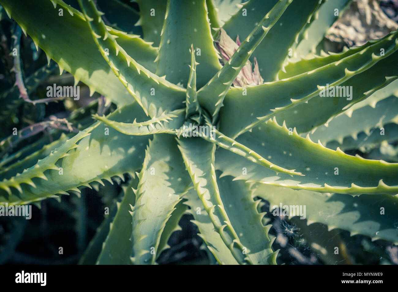 Aloe x spinosissima. Spider Aloe bella pianta, close up Foto Stock