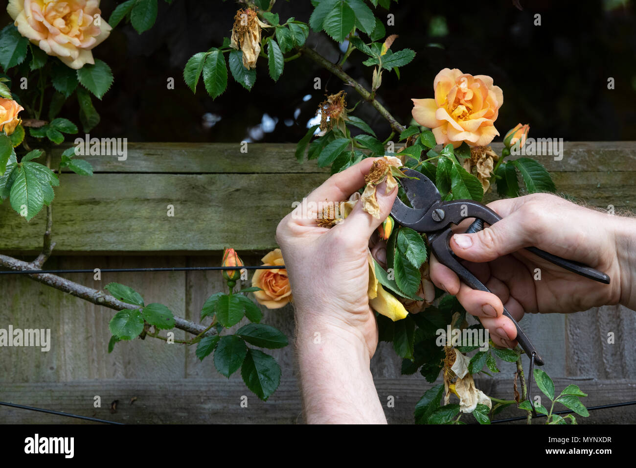 Giardiniere deadheading Rosa 'Maigold' Fiore con secateurs vintage in un giardino. Regno Unito Foto Stock