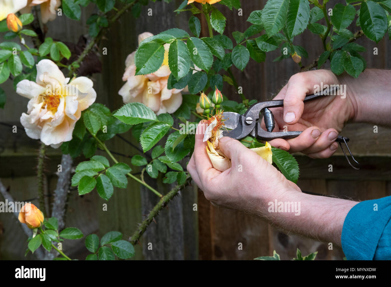 Giardiniere deadheading Rosa 'Maigold' Fiore con secateurs vintage in un giardino. Regno Unito Foto Stock