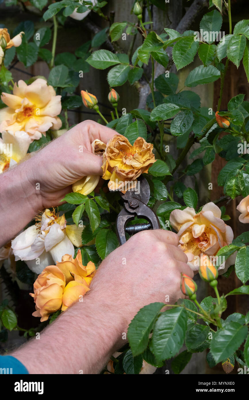 Giardiniere deadheading Rosa 'Maigold' Fiore con secateurs vintage in un giardino. Regno Unito Foto Stock