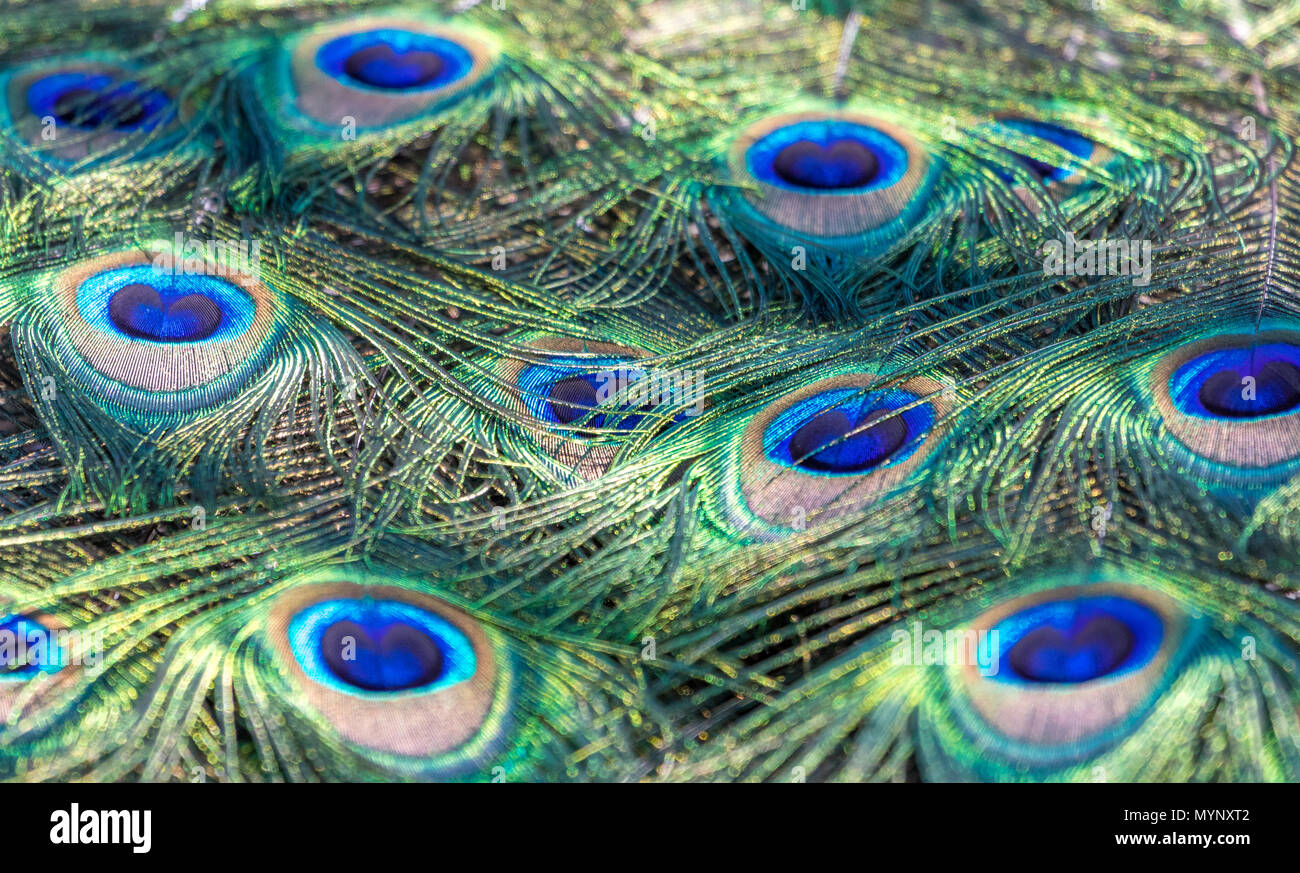 Vista ravvicinata di un maschio Peafowl indiano bello e colorato piume di coda Foto Stock