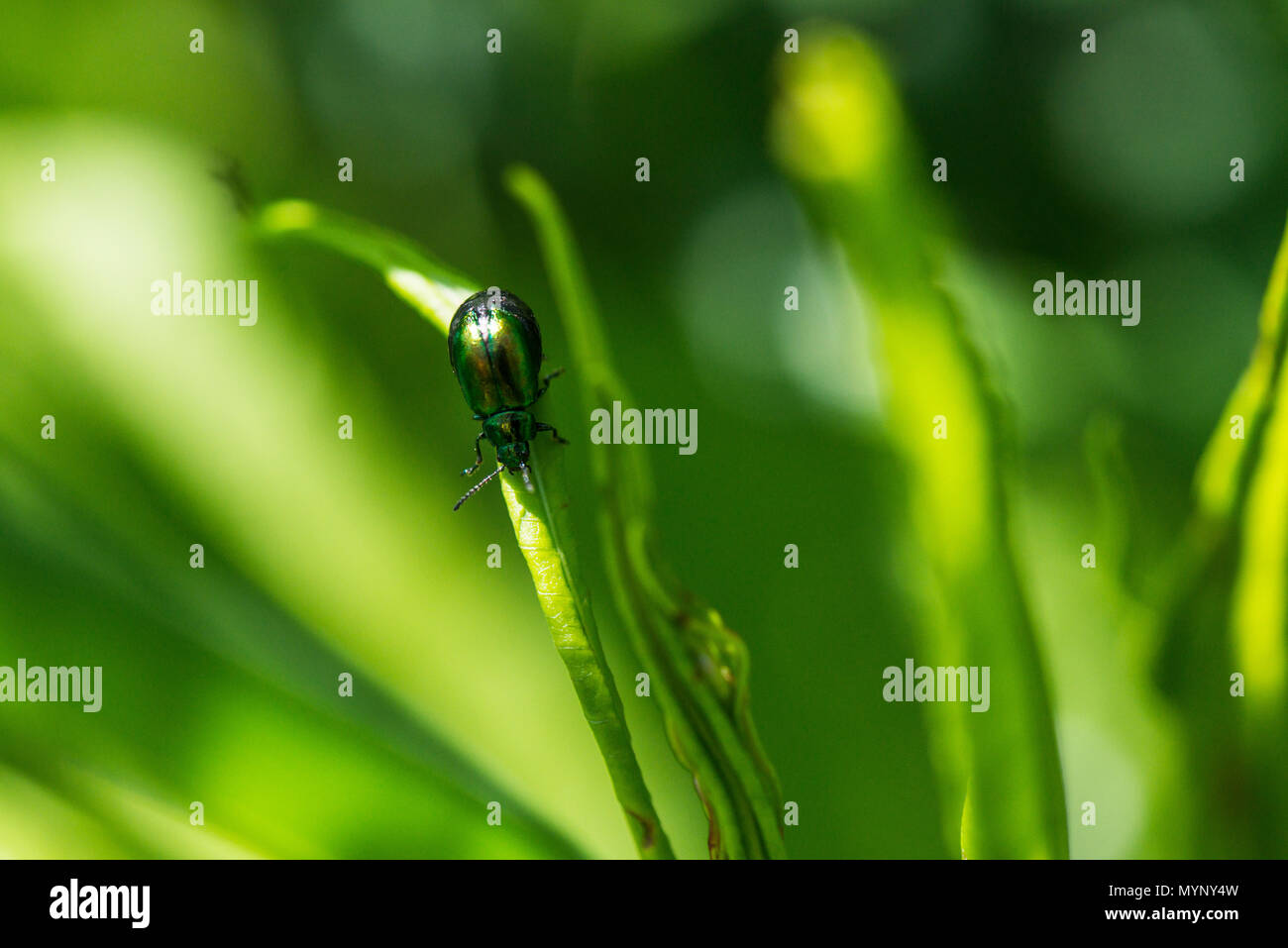 Un verde scarabeo dock (Gastrophysa viridula) su una foglia Foto Stock