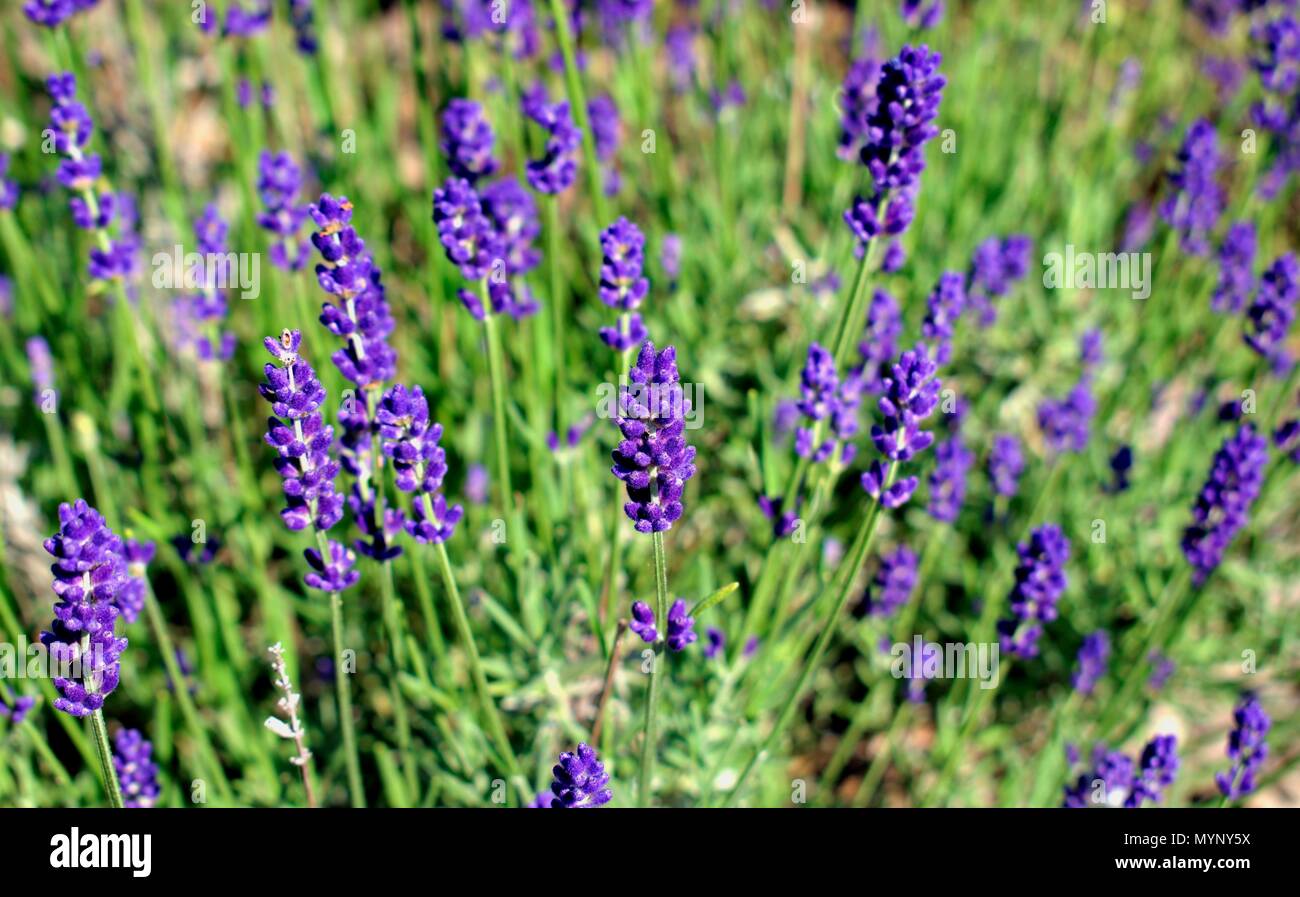 Il giardinaggio, coltivazione,l'ambiente e la cura delle piante aromatiche concetto: viola,fragrante e di fioritura e i fiori di lavanda in una giornata di sole. Foto Stock