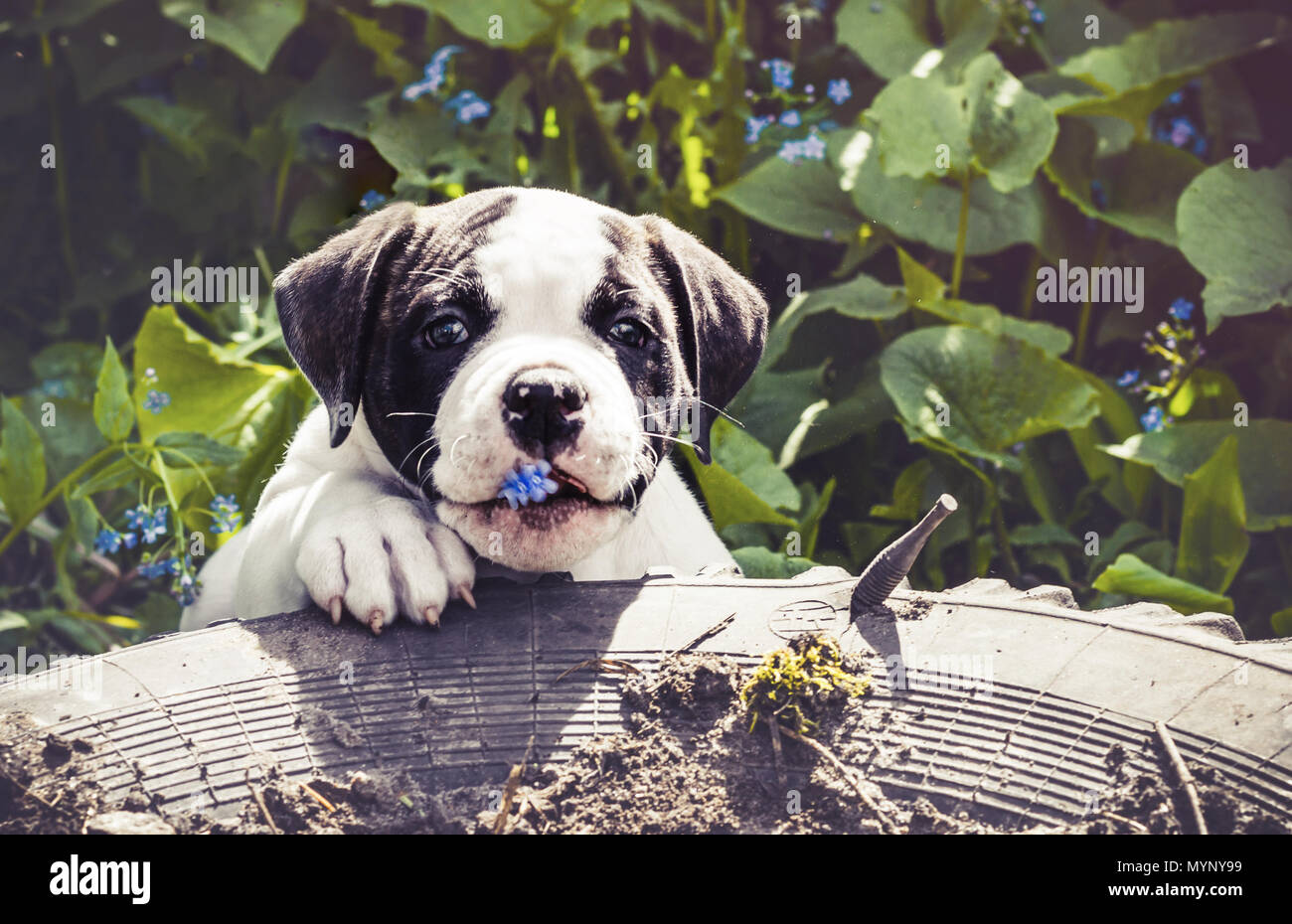 Cucciolo bulldog americano per una passeggiata nel parco. Foto Stock