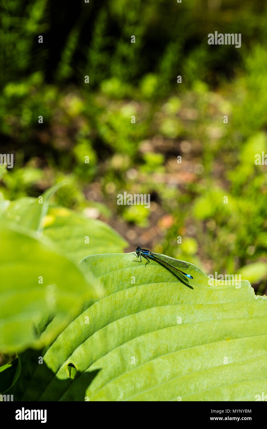 Damselflies sono insetti del sottordine Zygoptera nell'ordine odonati, Damselfly, Damselflies, di insetto, di insetti, di insetti volanti, gli insetti volanti, Foto Stock