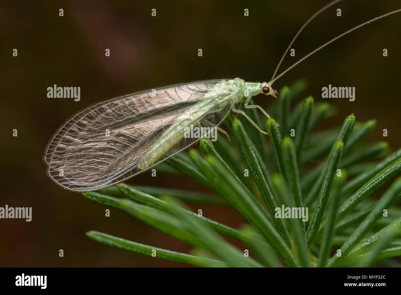 Green Lacewing appollaiato sul ramo di albero. Tipperary, Irlanda Foto Stock