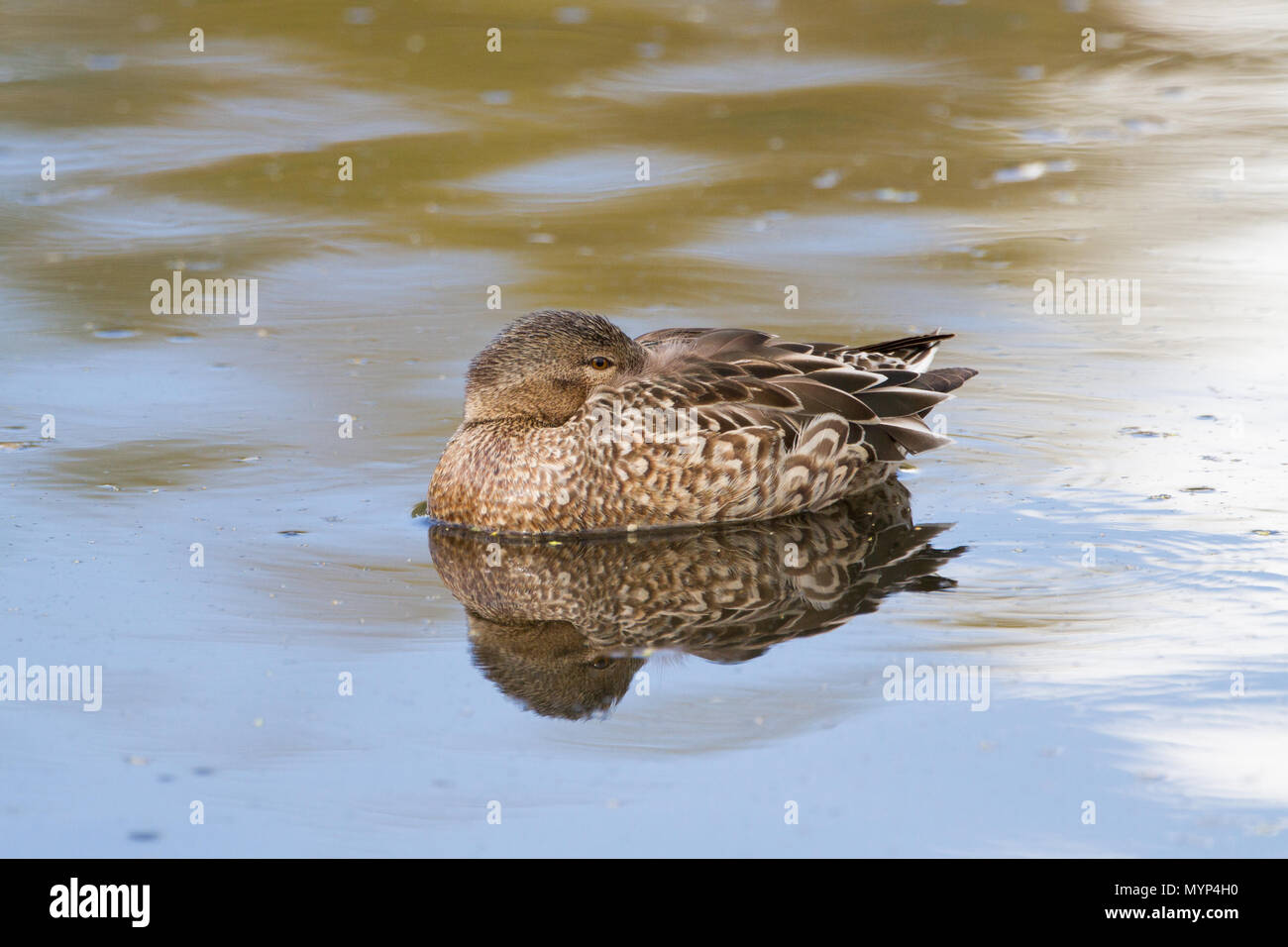 Una gallina mestolone settentrionale in appoggio sull'acqua. Foto Stock