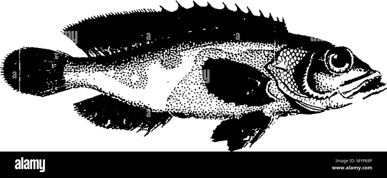 . Inglese: Fleuron dal libro: una miscellanea di storico della curiosità e rarità in natura e arte. Comprendente nuovi e divertenti le descrizioni delle più sorprendenti vulcani, caverne, cataratta, idromassaggi, cascate, terremoti, tuoni e fulmini, e altre meravigliose e stupendi fenomeni di natura. Formare una ricca e completa di tutto ciò che è interessante e curioso in ogni parte del mondo abitabile. ... 341 una miscellanea di storico della curiosità e rarità in natura e arte Fleuron T117521-3 Foto Stock