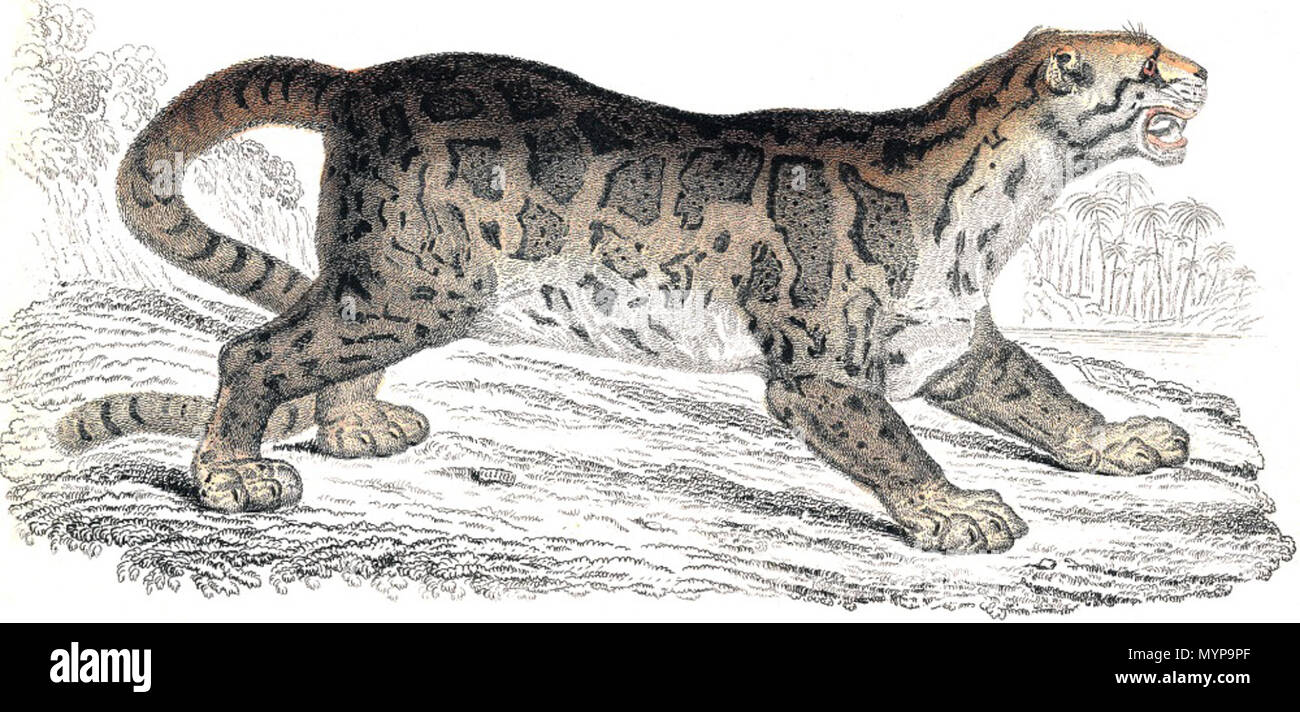 . Sumatra Bornean/leopardo nuvola . 1834/1837. eng. Per W.H. Lizars, da Horsfield (1825) relativa ad un provino di Sumatra detenute da Stamford Raffles. scan presi dalla copia personale della seconda stampa (1837) di Jardine 424 pl9 rimau dahan(jardine) Foto Stock