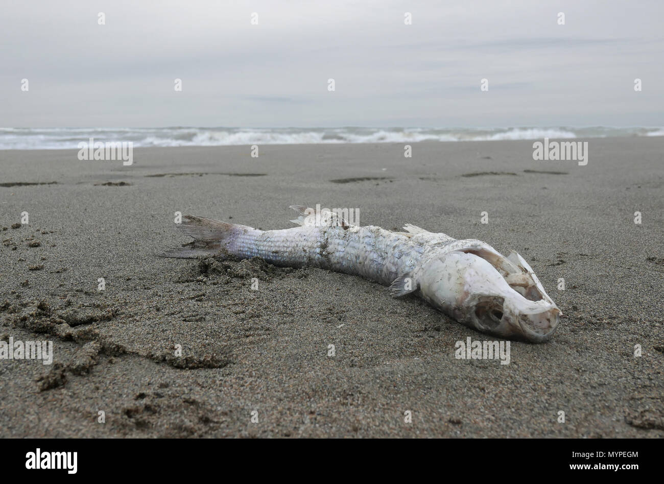 I pesci morti di cadavere su una solitaria riva Foto Stock