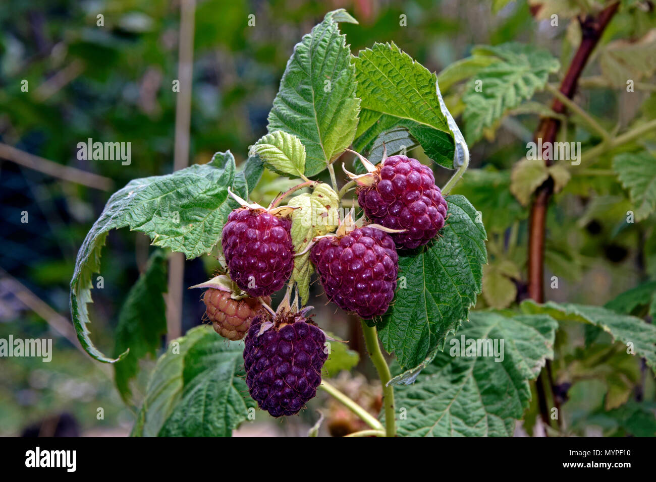 Rosso porpora lamponi sulla levetta, Bulgare varietà rubino Foto Stock