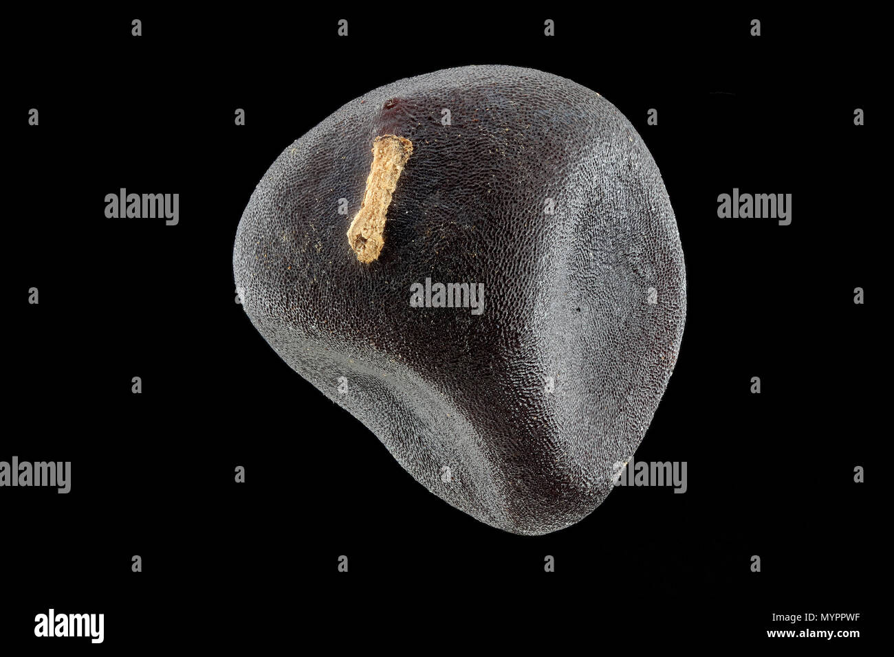 Paeonia lactiflora, Cinese peonia, Milchweisse Pfingstrose, sementi, vicino, la dimensione della granella 4-7 mm Foto Stock