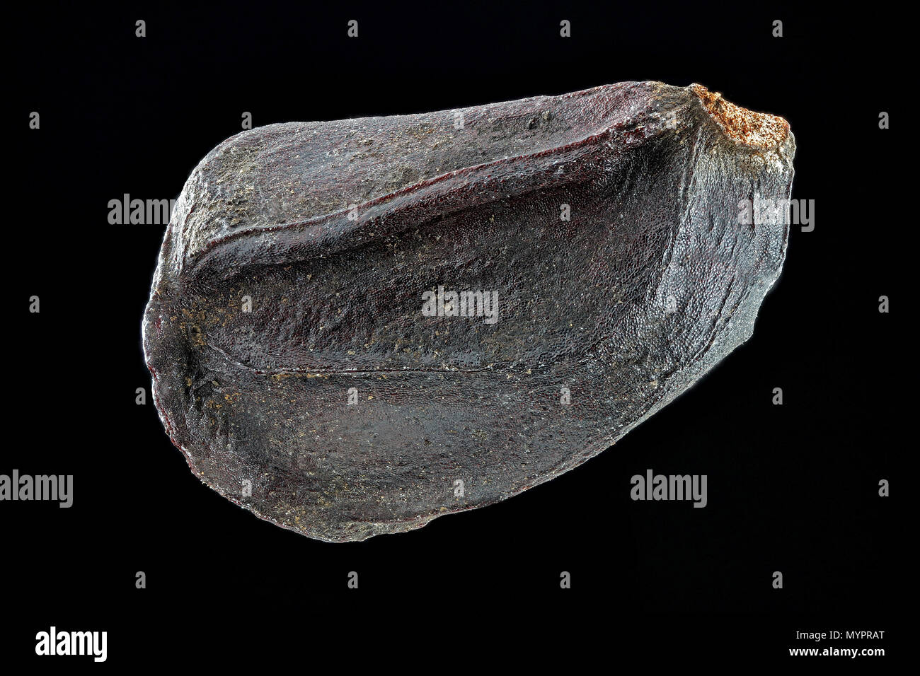 Paeonia suffruticosa, albero peonia, Strauch-Pfingstrose, sementi, vicino, la dimensione della granella 8-10 mm Foto Stock