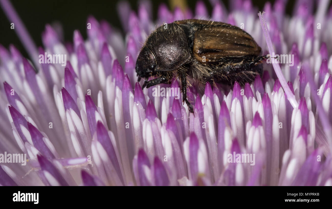 Close up di un beatle con uno sfondo viola Foto Stock