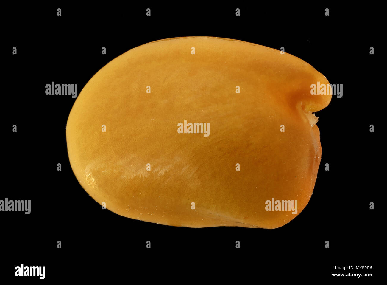 Petteria ramentacea, maggiociondolo dalmata, petterie, sementi, semi, della dimensione del seme, sfondo nero, extreme close up, macro, samen Foto Stock