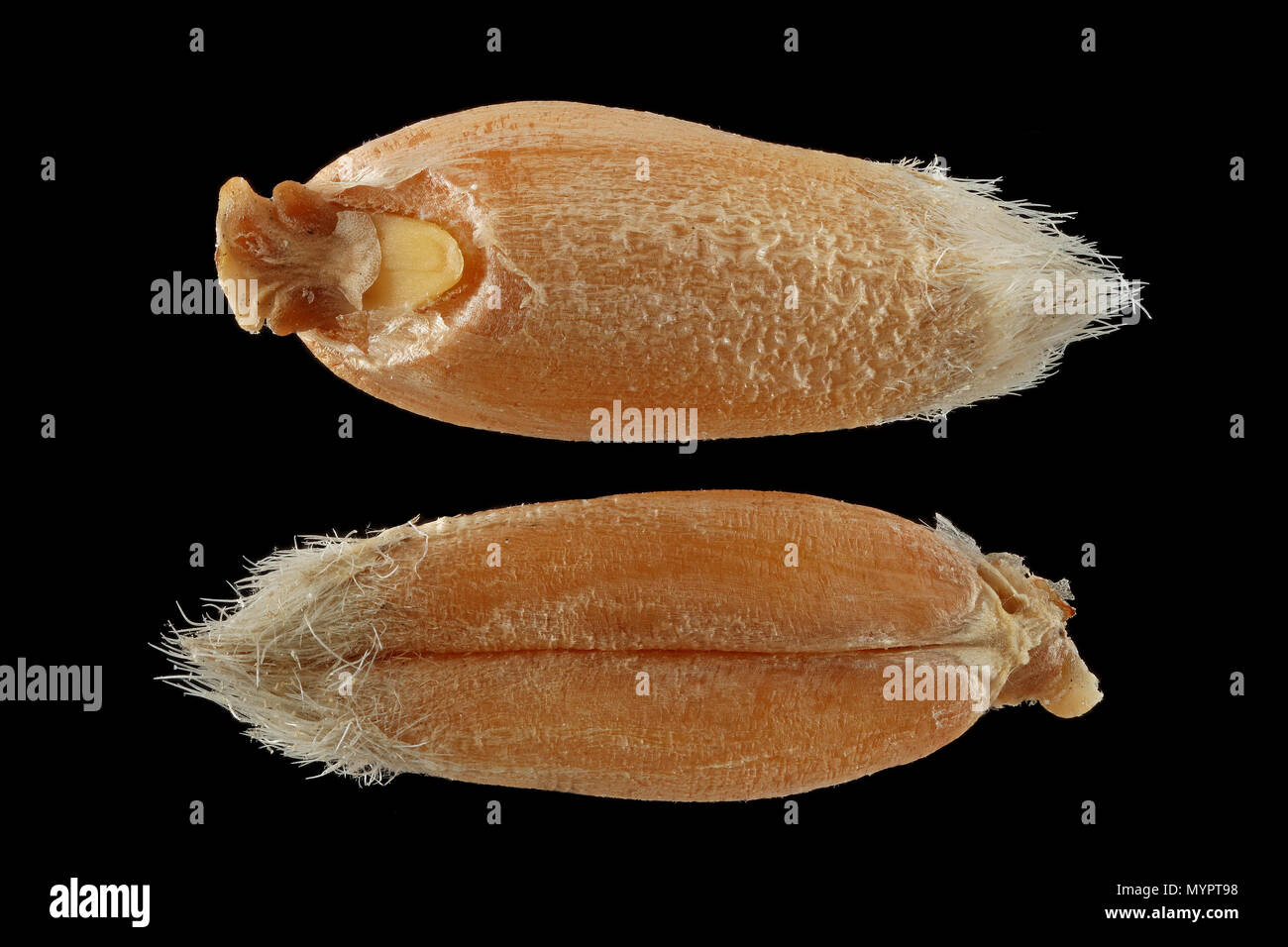 Triticum spelta, Farro Dinkel, semi, vicino, la dimensione della granella 6-8 mm Foto Stock